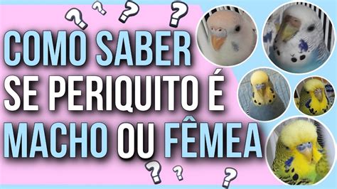 O homem metendo o pau no periquito da mulher e e a mulher。